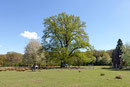 Eiche bei Lütjensee