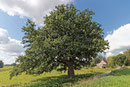Eiche bei Wamckow