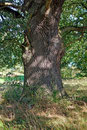 Eiche bei Breesen