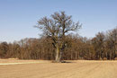 Eiche bei Maxweiler