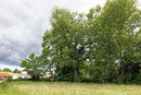 Eiche in Dambeck