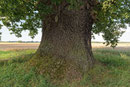 Eiche bei Müsselmow