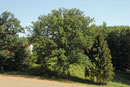 Eiche am Taschnerhof bei Eggenfelden