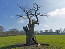 Eiche bei Beberbeck