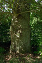 Eiche in Putbus