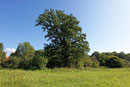 Eiche an der Hochfahrtsscheune beim Puchhof