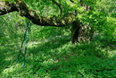 Alte Eiche bei Rödgen