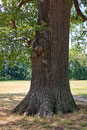 Eiche im Schlosspark Neuhardenberg