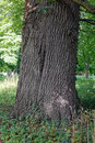 Eiche in Ivenack
