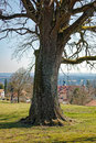 Eiche am Schlossberg bei Eurasburg