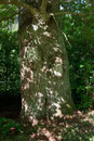 Eiche in Putbus