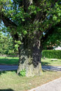 Eiche in Eiting
