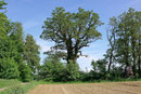 Eiche bei Buchhausen