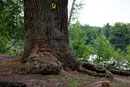 Eiche am kleinen Lienewitzsee bei Michendorf