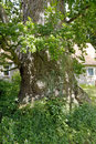 Eiche in Groß Kelle
