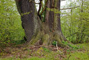 Eiche im Schlosspark Püchau