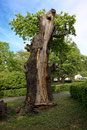 Rieseneiche in Albshausen