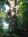 Königseiche bei Ebstorf