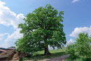 Eiche beim Gut Rohregg