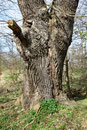 Eiche bei Seedorf