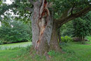 Eiche im Schlosspark in Gadow