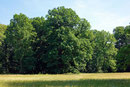 Eiche in der Karlsaue in Kassel