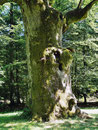 Hammundeseiche bei Friedewald
