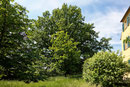 Eiche in Gösen