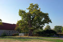 Eiche bei Schloss Vornholz bei Ostenfelde