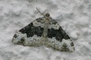 Epirrhoe galiata (Breitbinden-Labkrautspanner) / GEOMETRIDAE/Larentiinae (Spanner)