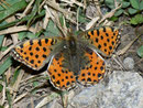 Issoria lathonia (Kleiner Perlmuttfalter, Weibchen) / NYMPHALIDAE/Heliconiinae (Edelfalter)