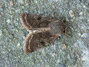 Orthosia incerta (Variable Kätzcheneule)  / NOCTUIDAE (Eulen)