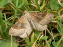 Scotopteryx chenopodiata (Braungebänderter Linienspanner) / CH VS Montagne de Fecon 1630 m, 07. 08. 2012