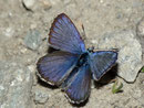 Plebeius argus (Geissklee-Bläuling, Männchen) / LYCAENIDAE/Polyommatini (Bläulinge)