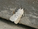 Spilosoma lubricipeda (Weisse Tigermotte, Männchen) / CH BE Hasliberg 1050 m, 24. 04. 2014