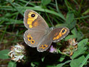 Lasiommata maera (Braunauge, Weibchen) / CH VS Minstigertal 1750 m, 16. 07. 2010