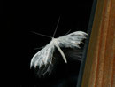 Pterophorus pentadactyla (Schlehen-Federgeistchen) / CH BE Hasliberg 1050 m, 18. 07. 2014