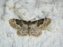 Idaea rusticata (Südlicher Zwergspanner) / GEOMETRIDAE / Sterrhinae