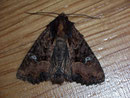 Mesapamea secalis (Getreide-Halmeulchen) / NOCTUIDAE (Eulen)