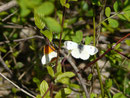 Anthocharis cardamines (Aurorafalter, Balz) / VS Ardon 503 m, 12. 04. 2016