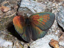 Erebia tyndarus (Schillernder Mohrenfalter, Männchen) / NYMPHALIDAE/Tr. Erebiini (Edelfalter)