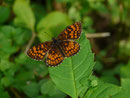 Melitaea athalia (Wachtelweizen-Scheckenfalte) / CH TI Bellinzona, 03. 07. 2015