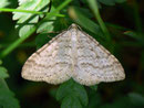 Perizoma verberata (Bergmatten-Kräuterspanner) / GEOMETRIDAE/Larentiinae (Spanner)