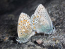 Polyommatus icarus