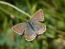 Polyommatus bellargus (Himmelblauer Bläuling, Weibchen) / CH BE Hasliberg 1100 m, 23. 09. 2014