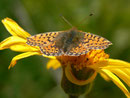 Boloria napaea (Ähnlicher Perlmuttfalter) / CH VS Spilsee 2397 m, 15. 08. 2013