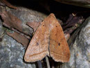 Agrochola macilenta (Gelbbraune Herbsteule) / NOCTUIDAE (Eulen)