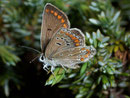 Polyommatus escheri / LYCAENIDAE/Polyommatini (Bläulinge)