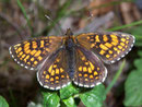 Melitaea athalia (Wachtelweizen-Scheckenfalter) / NYMPHALIDAE/Tribus Meliteaini (Edelfalter)