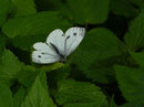 Pieris napi (Grünaderweissling, Weibchen) / CH BE Innertkirchen, Älouwenen 874 m, 26. 05. 2024 (1.Gen